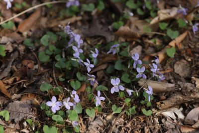 Viola grypoceras, photographed by Se Lena