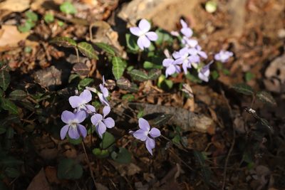 Viola grypoceras, photographed by Se Lena