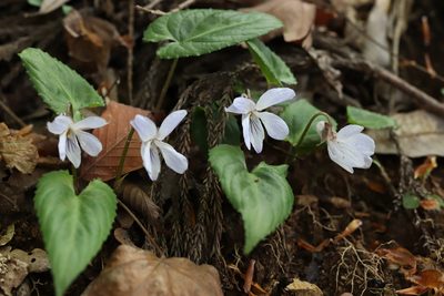 Viola bissetii, photographed by Se Lena