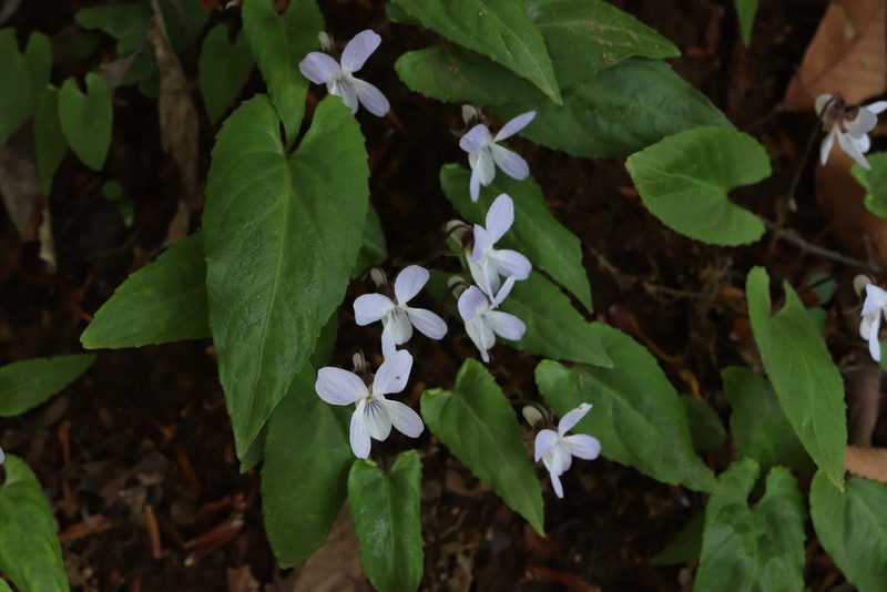 Viola bissetii, photographed by Se Lena