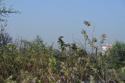 Calotropis procera, photographed by Surabhi Srivastava