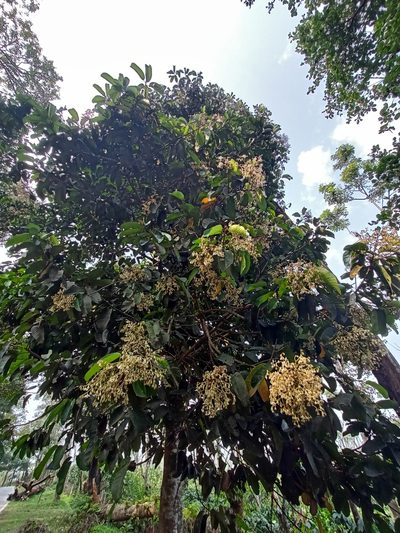 Vateria indica, photographed by Rama Narayanan
