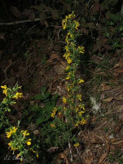 Genista falcata, photographed by José Luis Camaño