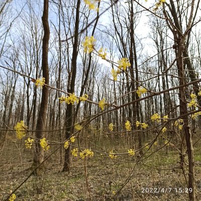 Cornus mas, photographed by Galyna Mykytynets