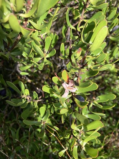 Persoonia gunnii, photographed by krumpianking