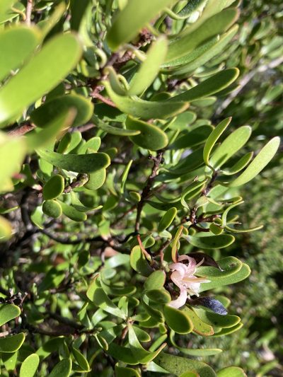 Persoonia gunnii, photographed by krumpianking