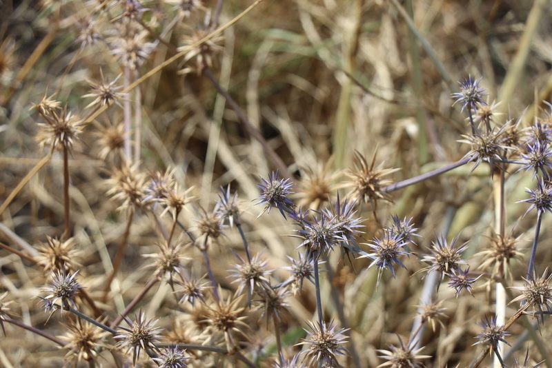 Eryngium ovinum, photographed by Dylan Wishart