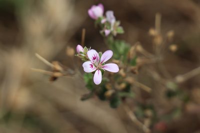 Pelargonium australe, photographed by Dylan Wishart