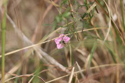 Convolvulus angustissimus, photographed by Dylan Wishart
