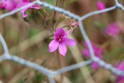 Pelargonium rodneyanum, photographed by Dylan Wishart