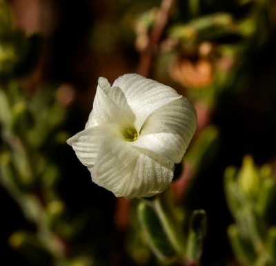 Viviania crenata, photographed by Nicolás Villaseca Merino