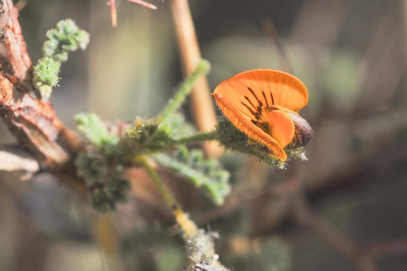 Adesmia polyphylla, photographed by Morten Ross