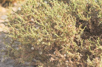 Adesmia polyphylla, photographed by Morten Ross