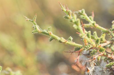 Adesmia polyphylla, photographed by Morten Ross