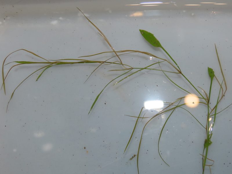 Potamogeton octandrus, photographed by chiuluan