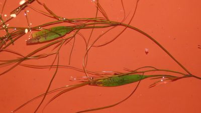 Potamogeton octandrus, photographed by chiuluan