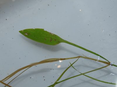 Potamogeton octandrus, photographed by chiuluan
