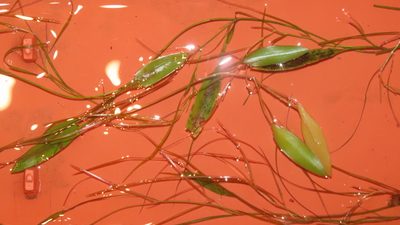 Potamogeton octandrus, photographed by chiuluan