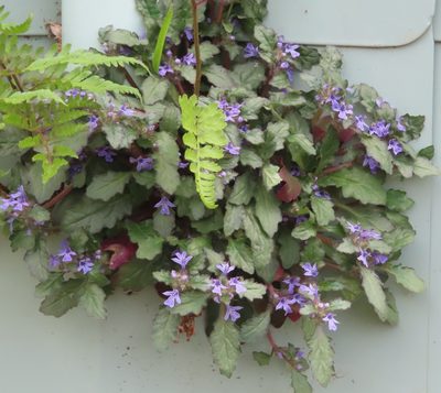 Ajuga decumbens, photographed by mami_t_t