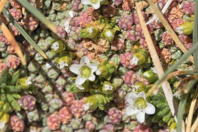 Arenaria rivularis, photographed by Morten Ross
