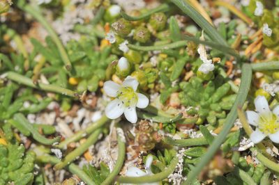 Arenaria rivularis, photographed by Morten Ross