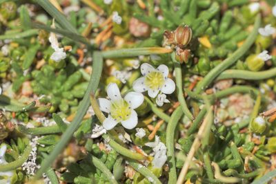 Arenaria rivularis, photographed by Morten Ross