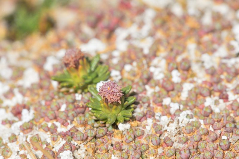 Baccharis acaulis, photographed by Morten Ross