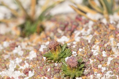 Baccharis acaulis, photographed by Morten Ross
