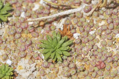 Baccharis acaulis, photographed by Morten Ross