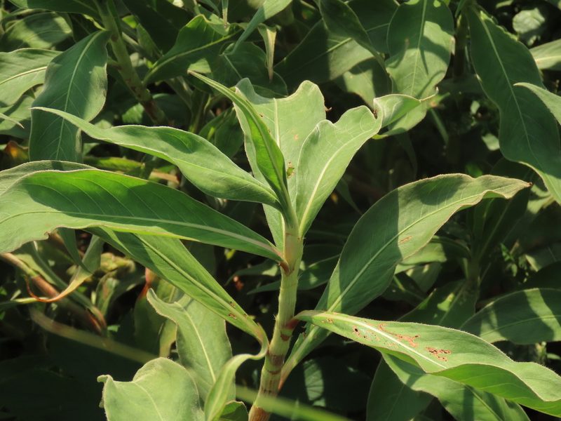 Persicaria pulchra, photographed by chiuluan