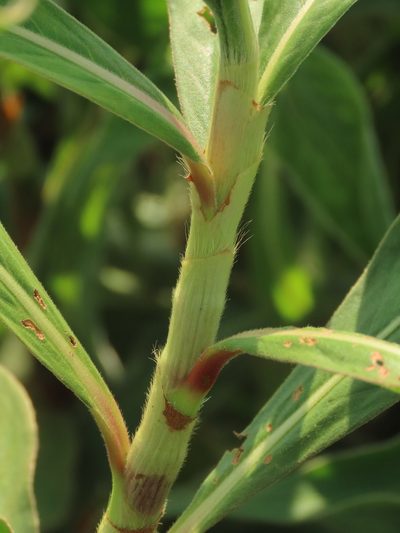 Persicaria pulchra, photographed by chiuluan