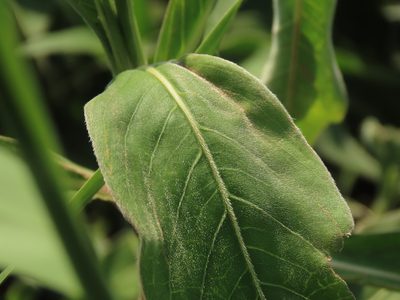 Persicaria pulchra, photographed by chiuluan