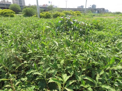 Persicaria pulchra, photographed by chiuluan