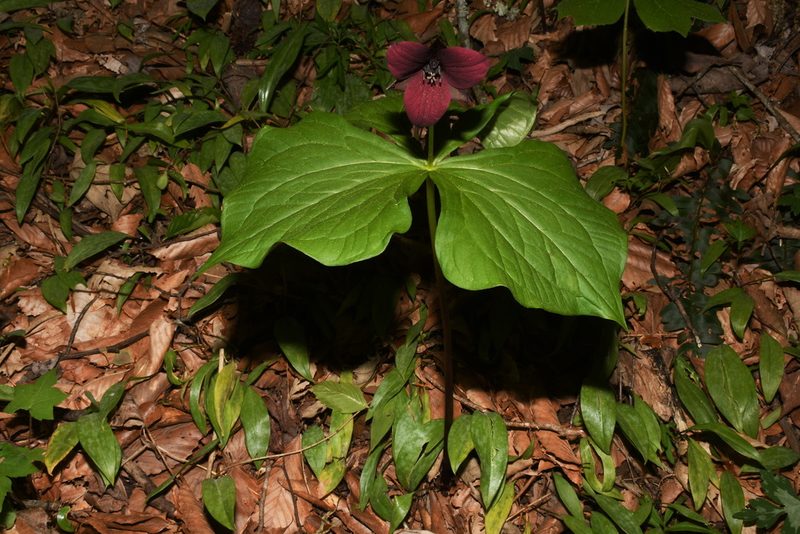 Trillium sulcatum, photographed by Brian Finzel