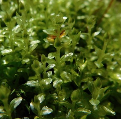 Plagiomnium ciliare, photographed by Michael J. Papay