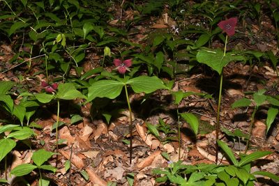 Trillium sulcatum, photographed by Brian Finzel