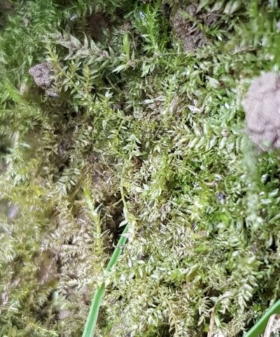 Microeurhynchium pumilum, photographed by Helen Waterman