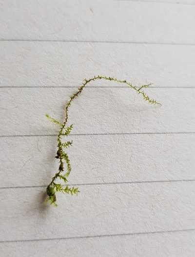 Microeurhynchium pumilum, photographed by Helen Waterman