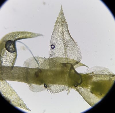 Microeurhynchium pumilum, photographed by Helen Waterman