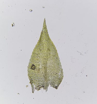 Microeurhynchium pumilum, photographed by Helen Waterman