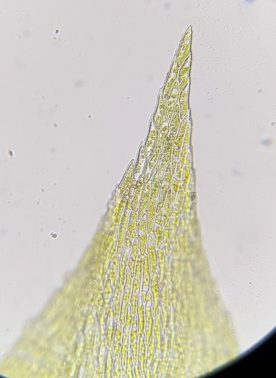 Microeurhynchium pumilum, photographed by Helen Waterman