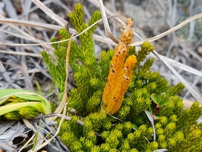 Austrolycopodium fastigiatum, photographed by Penelope Noel Gillette