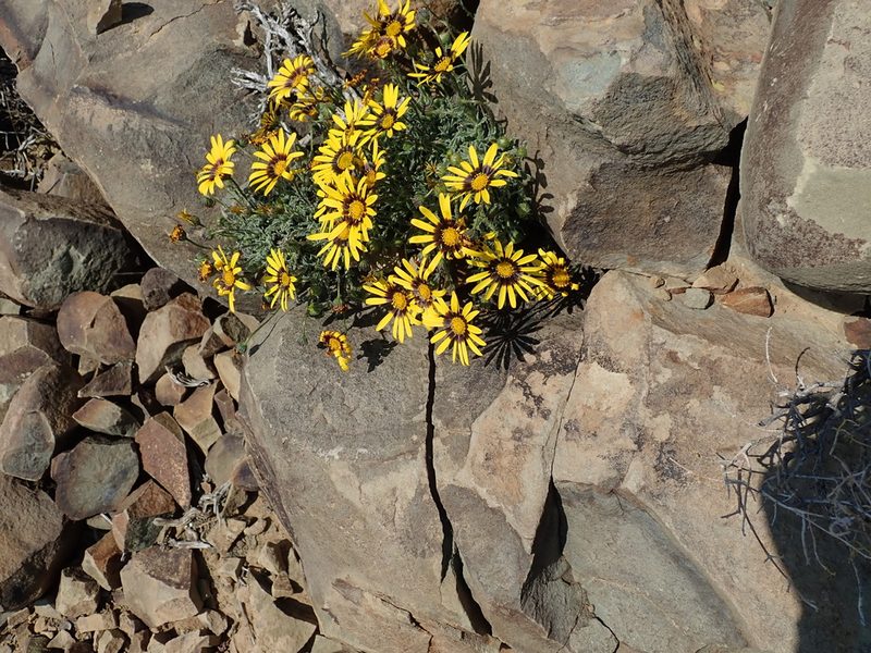 Osteospermum scariosum, photographed by Peter Warren