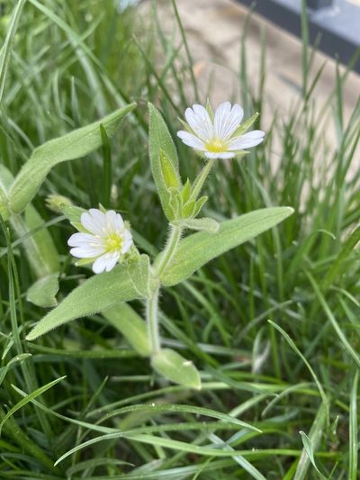 Cerastium nemorale, photographed by Илья Руденко