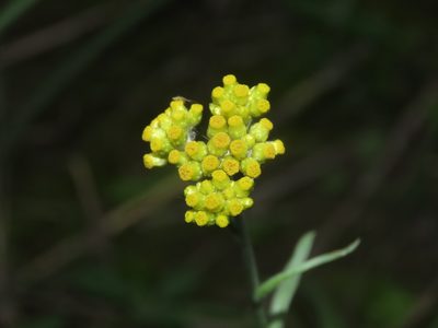 Laphangium affine, photographed by chiuluan