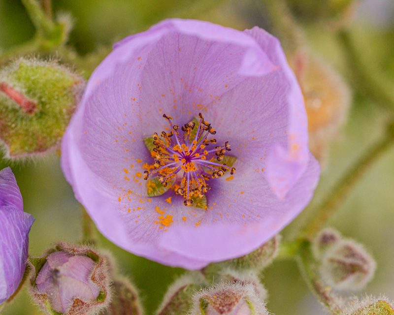 Cristaria glaucophylla, photographed by Nicolás Villaseca Merino