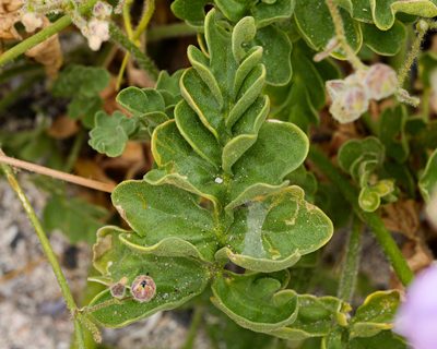 Cristaria glaucophylla, photographed by Nicolás Villaseca Merino