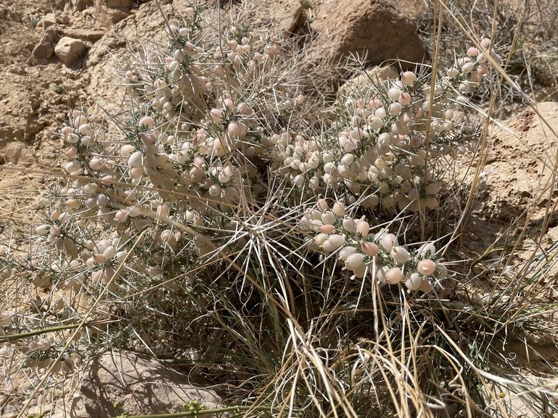 Astragalus spinosus, photographed by Henrik Kibak