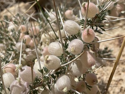 Astragalus spinosus, photographed by Henrik Kibak