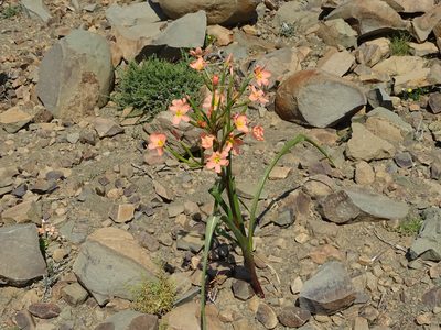 Moraea miniata, photographed by Peter Warren